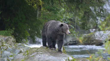 Grizzly bear