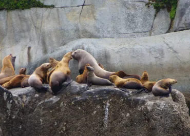 Steller Sea Lion haulout