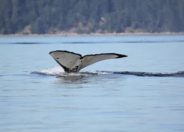 Humpback BCZuk2011#4 aka Guardian!