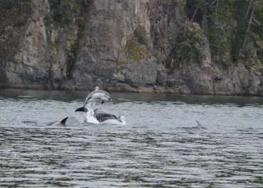 Leaping Pacific White Sided Dolphins